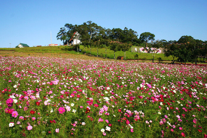 「涨知识」世界上最美的花海,你去过几个?